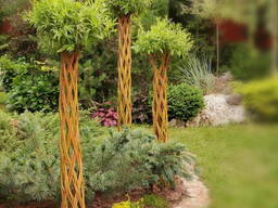 Живые плетеные деревья